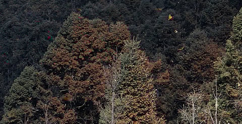 ¡No son hojas secas! Homero Gómez Jr. capta impresionante colonia de mariposa monarca