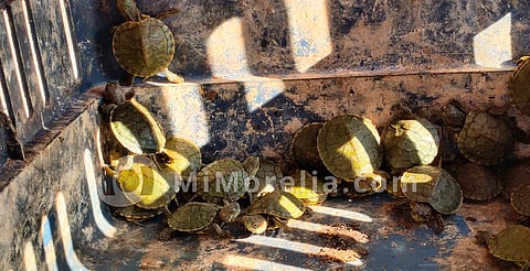 Refuerzan operativo contra venta de animales por Día de Reyes en Morelia