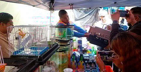 Operativo por Día de Reyes deja alrededor de 30 animales asegurados en Morelia: IMPA