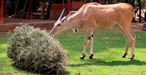 Lleva tu árbol navideño al Zoo de Morelia y entra gratis; los animales te lo agradecerán