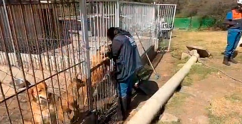 Clausuran refugio y rescatan a decenas de perros y gatos maltratados en Cuajimalpa