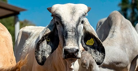Sader descarta afectaciones por gusano barrenador en Michoacán