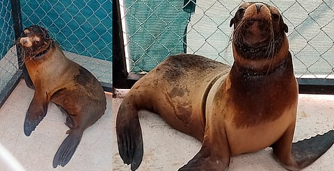 Rescatan a lobo marino enmallado en Sonora; presentaba desnutrición