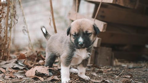 IMPA busca prohibición total de venta de animales en la vía pública