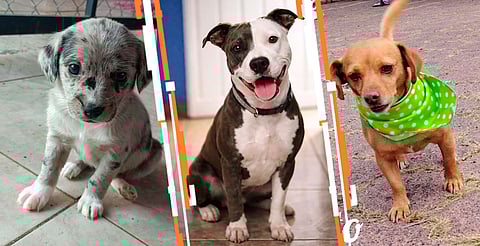 Animales vacunados y esterilizados buscan una segunda oportunidad