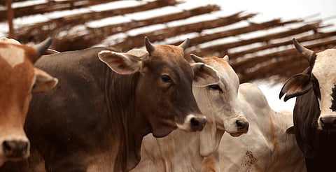 México suma 118 nuevos casos de gusano barrenador del ganado; la mayoría en el sureste