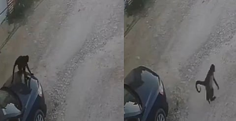 VIDEO: captan a mono araña atacando a una mujer en Chiapas
