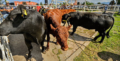 Sector ganadero reconoce labor del Gobierno contra gusano barrenador que amenaza exportaciones
