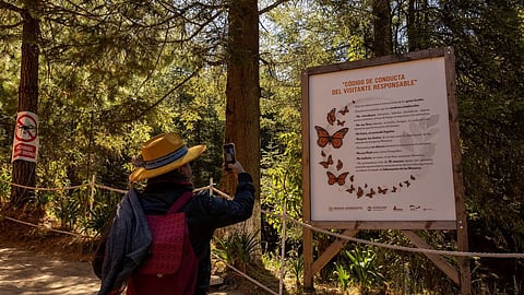 Enero y febrero, los mejores meses para vivir la magia de la Monarca en Michoacán: Sectur