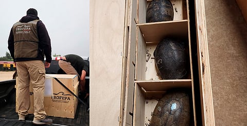 Trasladan 770 tortugas rescatadas del tráfico ilegal a un refugio en Tabasco