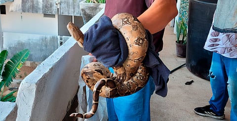 🐍 ¡Susto reptiliano! Boa constrictor se cuela en casa de Acapulco