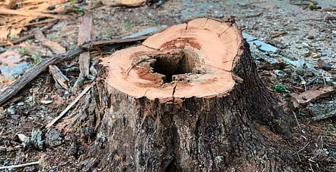 Se realizaron podas preventivas tras desprendimiento de rama de cedro