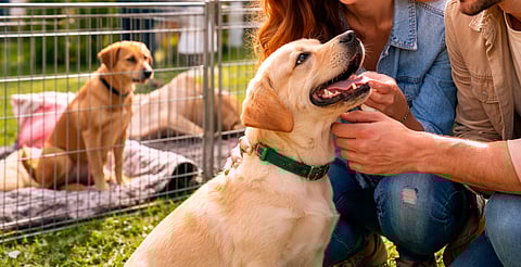 Haz feliz a un lomito: adopta, vacuna y apoya en Morelia