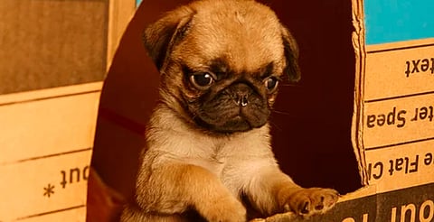 Detectan criaderos clandestinos de perros de raza en Morelia