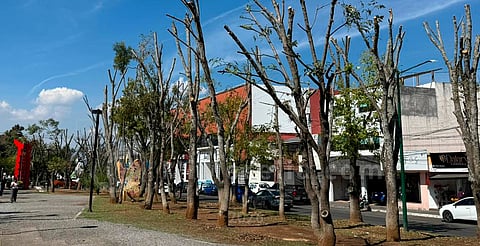 Buscan salvar 20 mil árboles con plaga en Morelia; van 15 mil podados