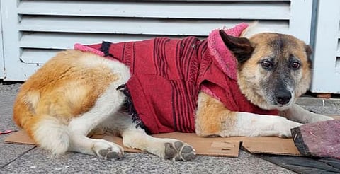 Desalojo de perrita en Hospital Infantil genera polémica en Morelia