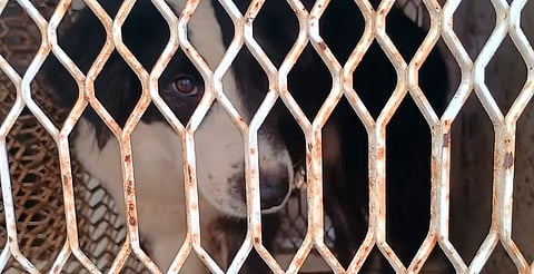 Este domingo, feria de adopción de perritos y gatitos en Morelia