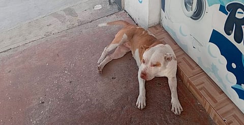 IMPA busca convenio con la FGE para atender animales rescatados de cateos