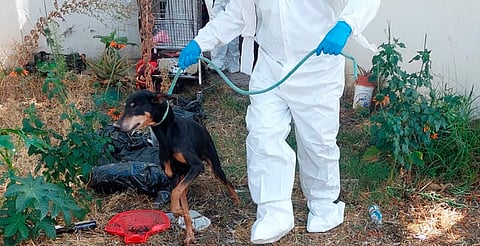 Morelia: rescatan a cinco perritos abandonados en casa de Villas del Pedregal