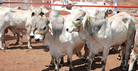 Gusano barrenador avanza en el país; Michoacán con 6 casos activos y 8 acumulados