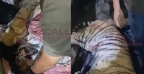 Abandonan tigre de bengala en predio del Edomex; Profepa lo asegura