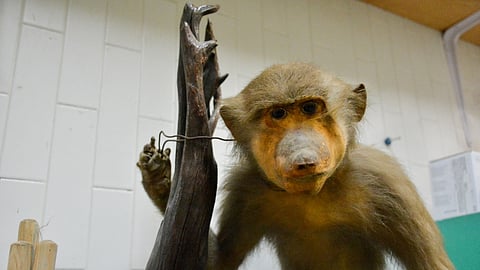 Elefantes, pumas y cocodrilos: así es el Museo Óseo de la UMSNH