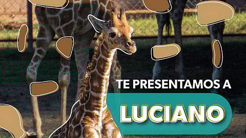 Luciano ilumina el Zoológico de Morelia: así puedes conocer al jirafita