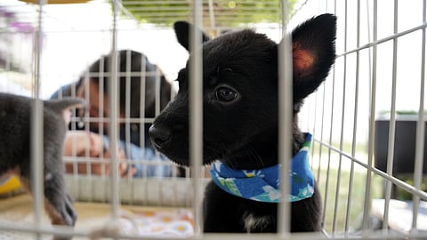 ¡Adopta, no compres! IMPA busca hogar a 60 lomitos