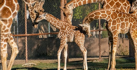 Luciano, el nombre de la jirafita del Zoológico de Morelia