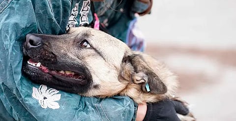 Feria de adopción peluda y vacunas gratuitas este sábado en Morelia