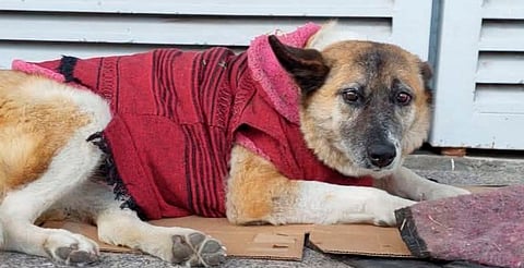 Perrita "Lobita" le gana al sistema: amparo impide que la saquen del hospital donde eligió vivir en Morelia