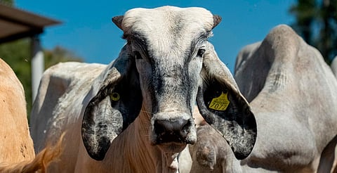 Confirman 7 casos de gusano barrenador en Michoacán; piden a adultos evitar dormir con heridas al aire libre