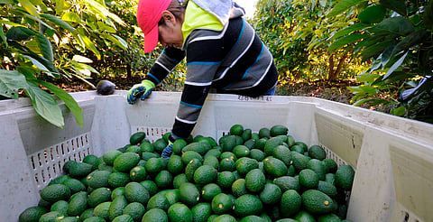 Michoacán enviará más de 120 mil toneladas de aguacate para el Super Bowl: Bedolla