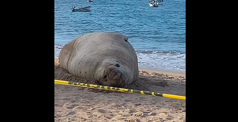 Lobo marino queda varado en playa de Nayarit y asombra a turistas por su gran tamaño