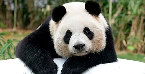 Histórico: pandas gigantes dejan de estar en peligro de extinción tras 40 años