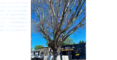 Morelia: árbol laurel de la India de 100 años podría ser derribado; autoridades ya lo evalúan