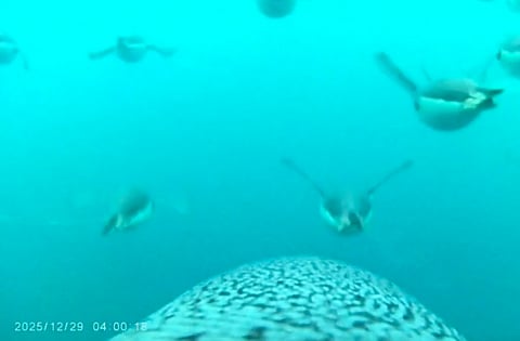 VIDEO: Cámaras con GPS captan el increíble nado de pingüinos en la Antártica