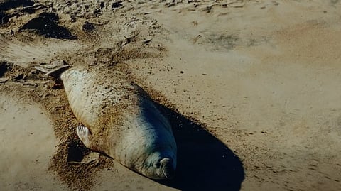 ‘Panchito’, el elefante marino que sorprendió en Nayarit, regresa al mar