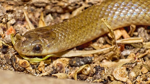 Hallan en México a Yakacoatl tlalli, una serpiente única y casi invisible