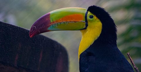 Rock y Mozart para guacamayas y elefantes: así mejora su bienestar en el zoológico de Morelia