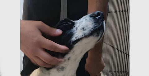 Caso "Huesitos" entra en su etapa final; activistas exigen justicia en Zitácuaro