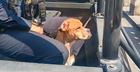 Rescatan al perrito “Mandibulín” abandonado en Los Portales de Morelia; ya recibe atención del IMPA