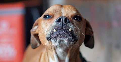 Perrito espera ser adoptado en Los Portales de Morelia