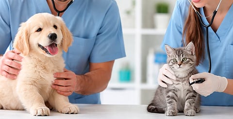 ¡Cupo limitado! Anuncian jornada de esterilización canina y felina en Morelia