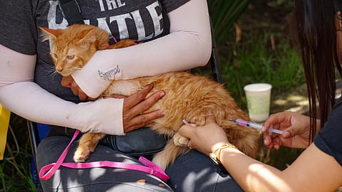 ¿Tu mascota ya está vacunada? Habrá jornada gratuita este sábado
