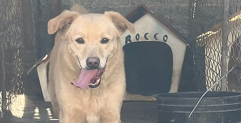 Tras rescate, 15 lomitos siguen en espera de adopción en Morelia