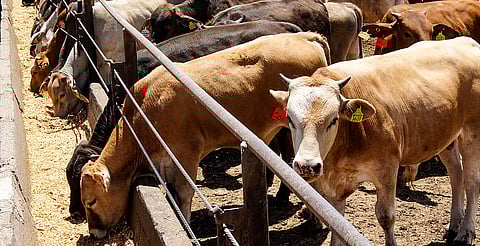 Ganaderos afirman que el abigeato persiste en Morelia; piden atención de las autoridades