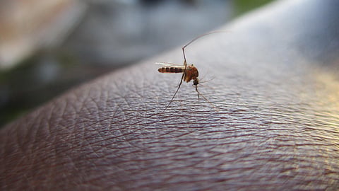 Morelia registra 40 casos sospechosos de dengue y un positivo en lo que va del 2026