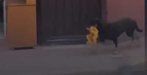 Perrito se vuelve viral tras ser captado corriendo con un pollo entero