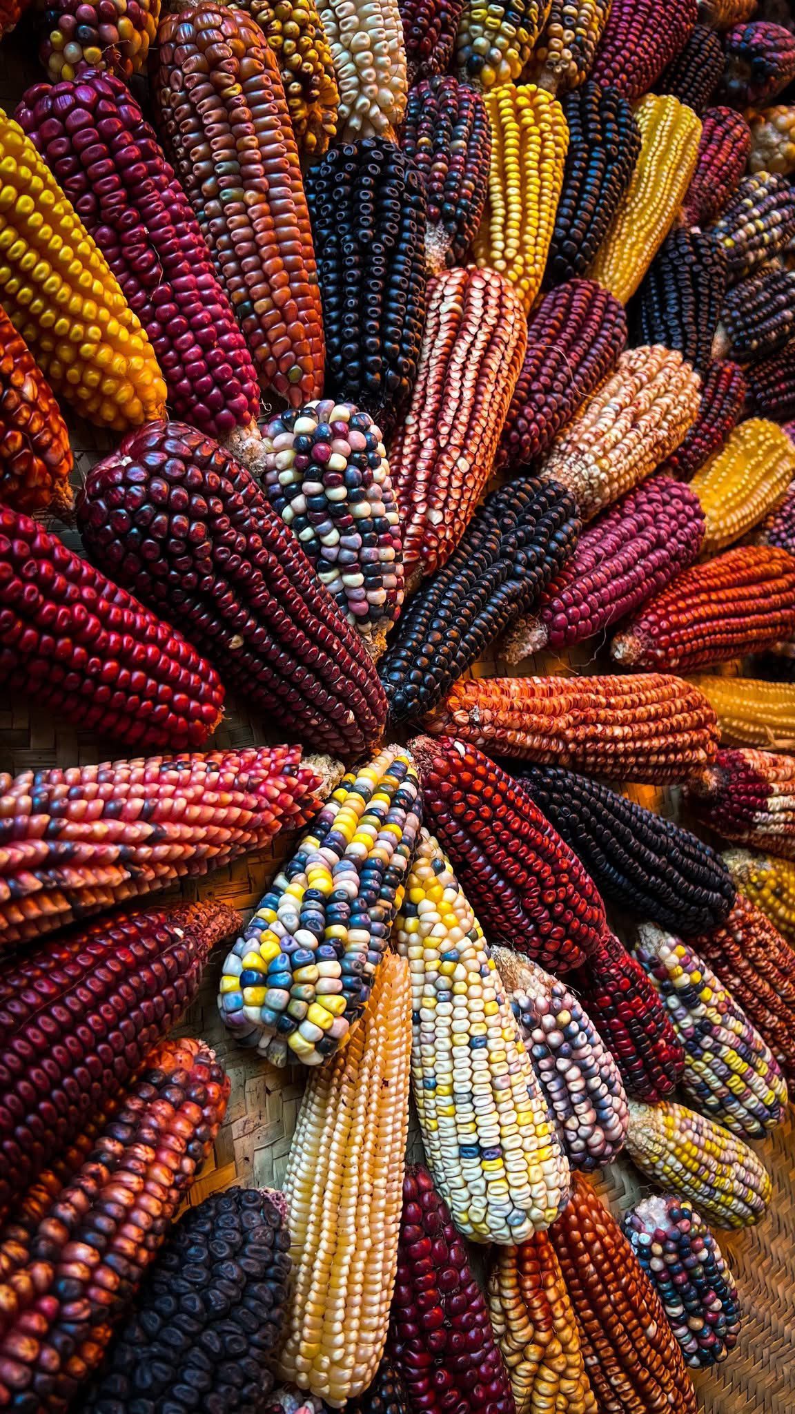 Del maíz al amaranto: cereales que han nutrido a México por siglos